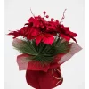Flash Sale 🎉 Myer Giftorium Heirloom Potted 🎁 Christmas Poinsettia With Pine Detail ✨
